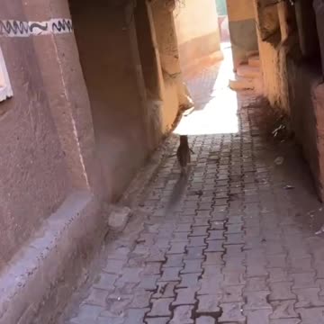 Cat burglar in action getaway