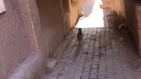 Cat burglar in action getaway