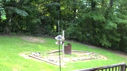 Alabama Wildlife