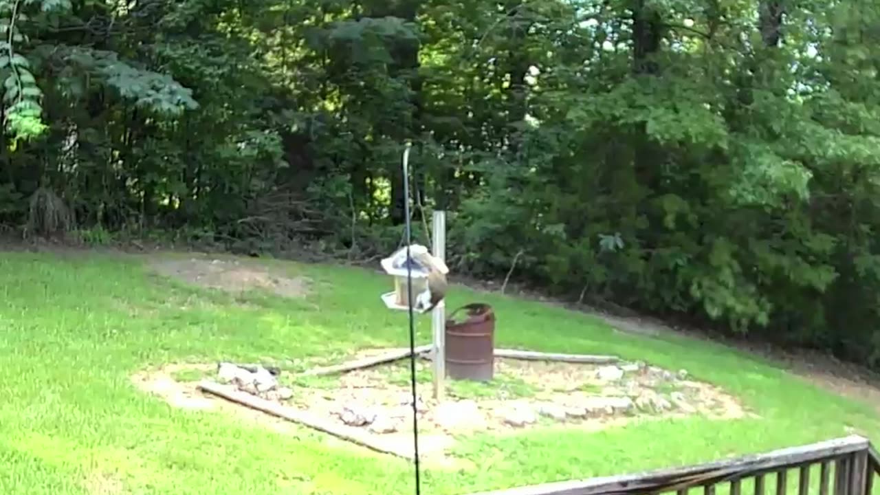 Alabama Wildlife