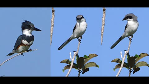 Belted Kingfisher and Loggerhead Shrike