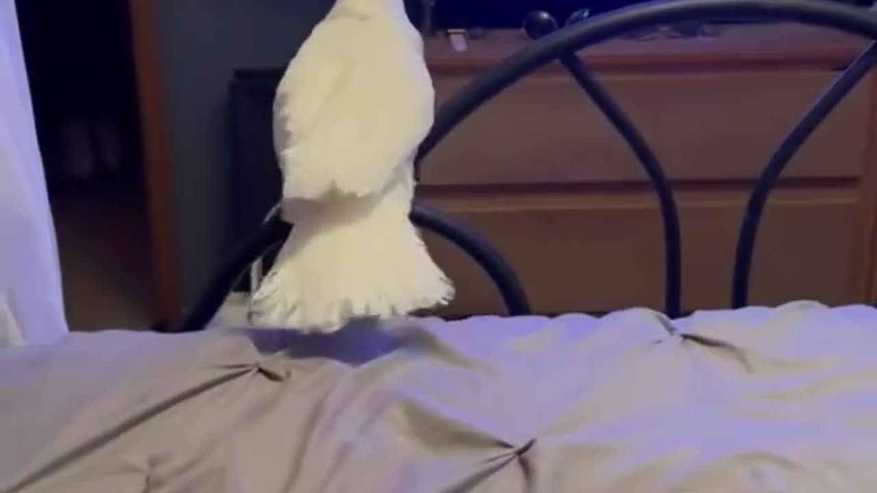 this parrot's laugh will destroy you 😂😂😂