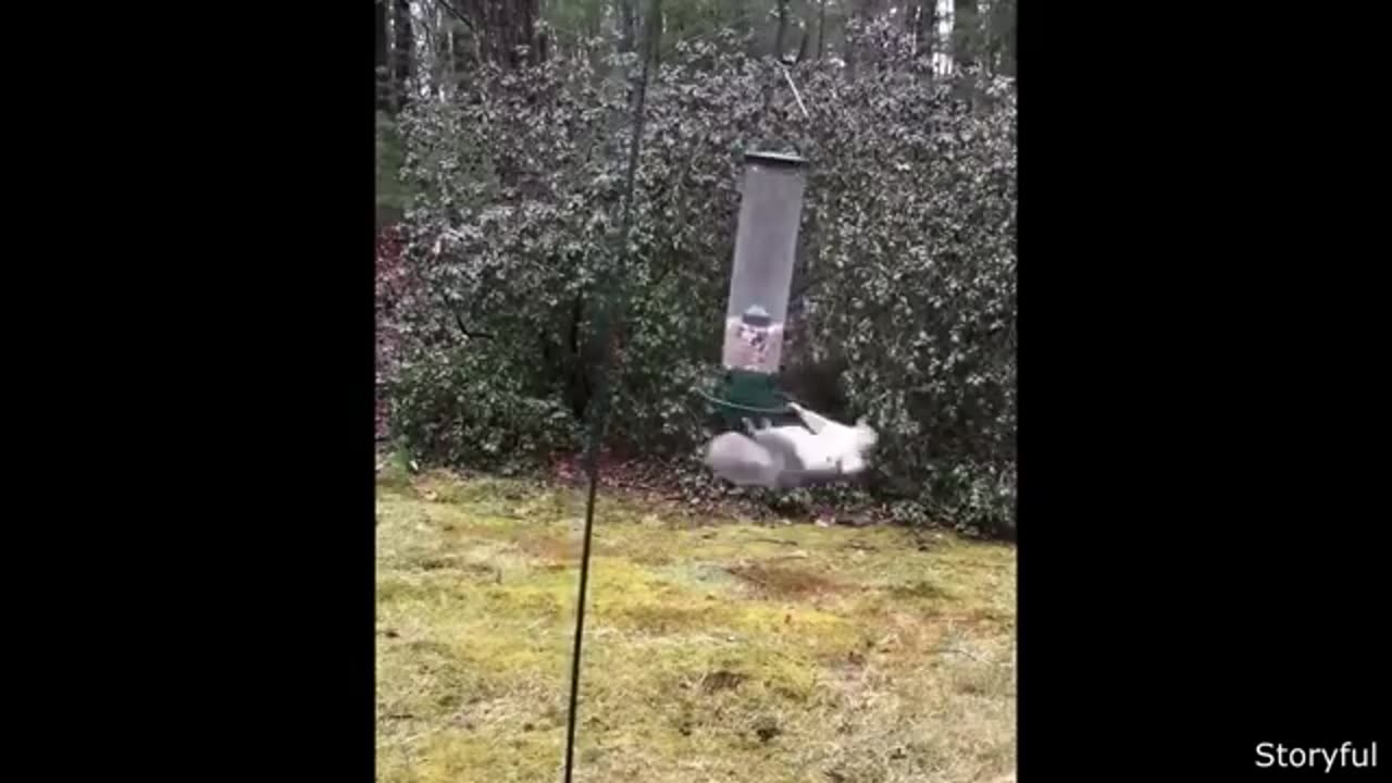 Funniest Animal Videos Ever (Part 1)