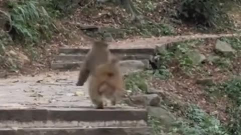 Funny monkeys🥹