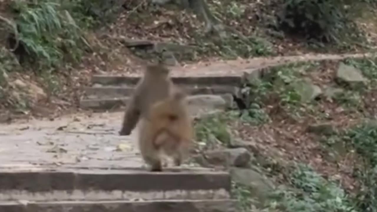 Funny monkeys🥹