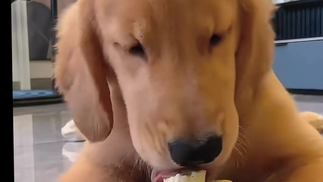 Cachorros engraçados