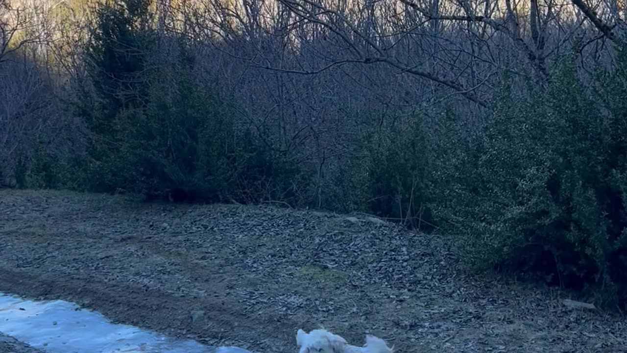 Frozen Trail Takes Dog For Slide