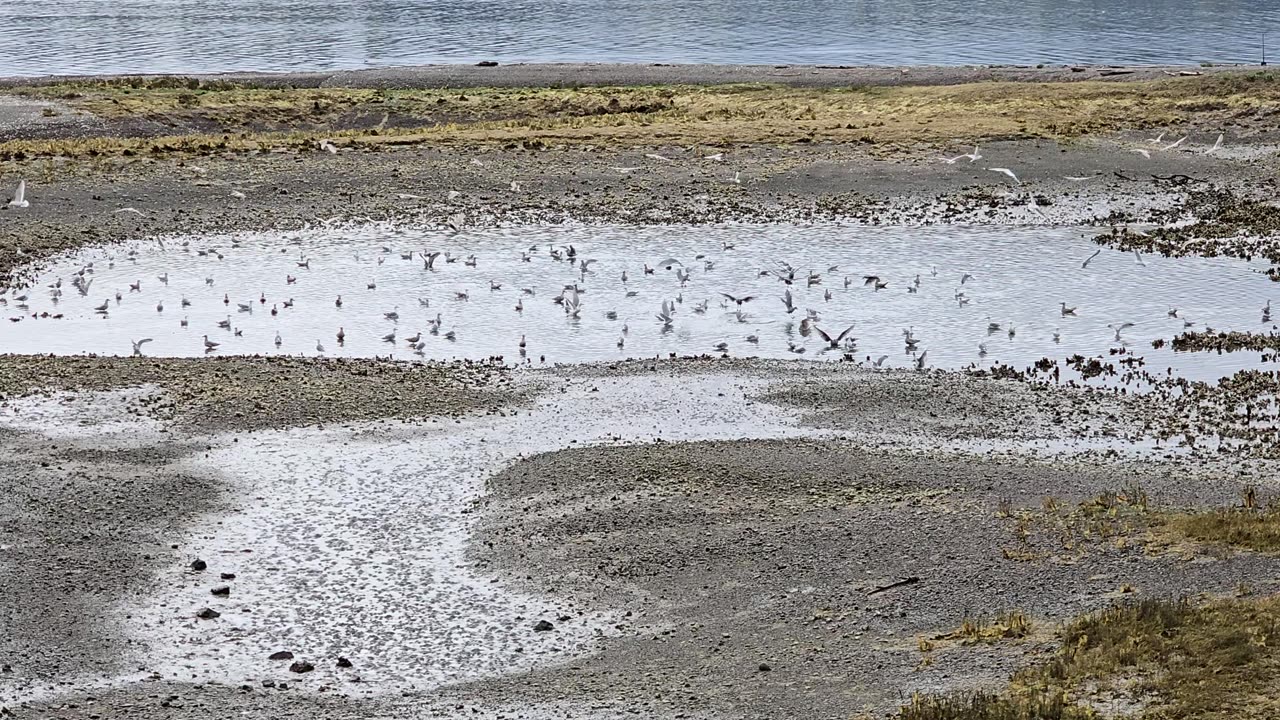 Some loud seagulls