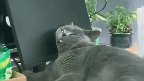 This is a cat time schedule during a whole week