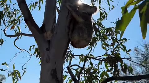 Farmer Finds Koala Crouched On Tractor