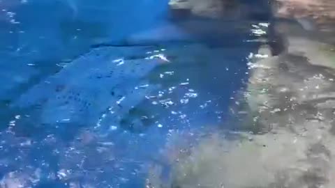 How speed penguin swimming. 🐧