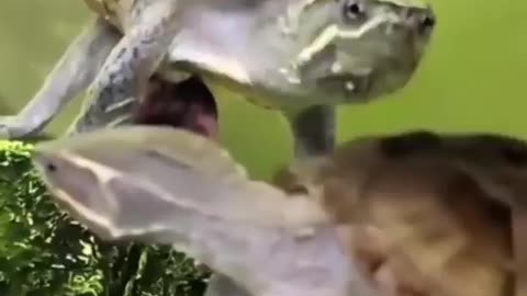 I Like Turtles
