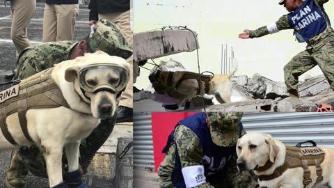Mexico’s Beloved Hero Dog – Frida the Rescuer