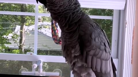 parrot says alright come here you want some vodka 😂🦜 funniest bird ever