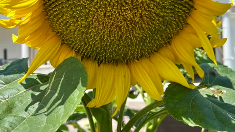 Watching the growth of the Sunflowers from small plants to huge flowers