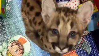 This couple rescued an abandoned mountain lion cub and gave it a warm home