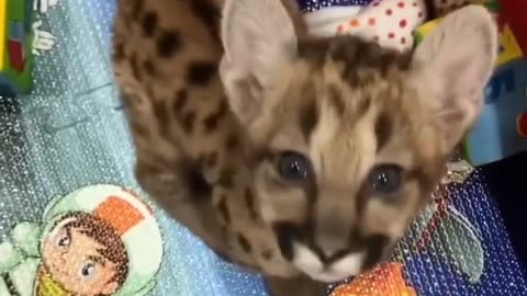This couple rescued an abandoned mountain lion cub and gave it a warm home