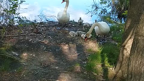 Swans June 2. 25