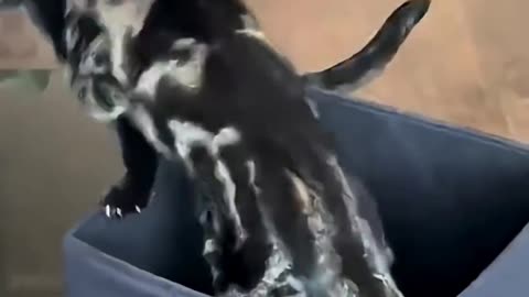 Play with cat 😳😳