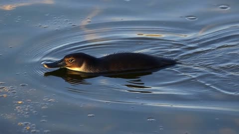 The Bizarre Platypus — Nature’s Most Mysterious Creature That Defies Logic!