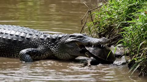 CROCODILE EATING TURTLE