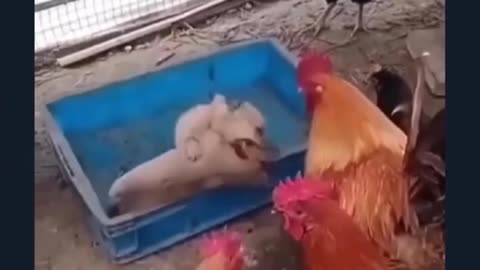 Real fight