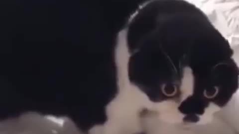 I Go Meow