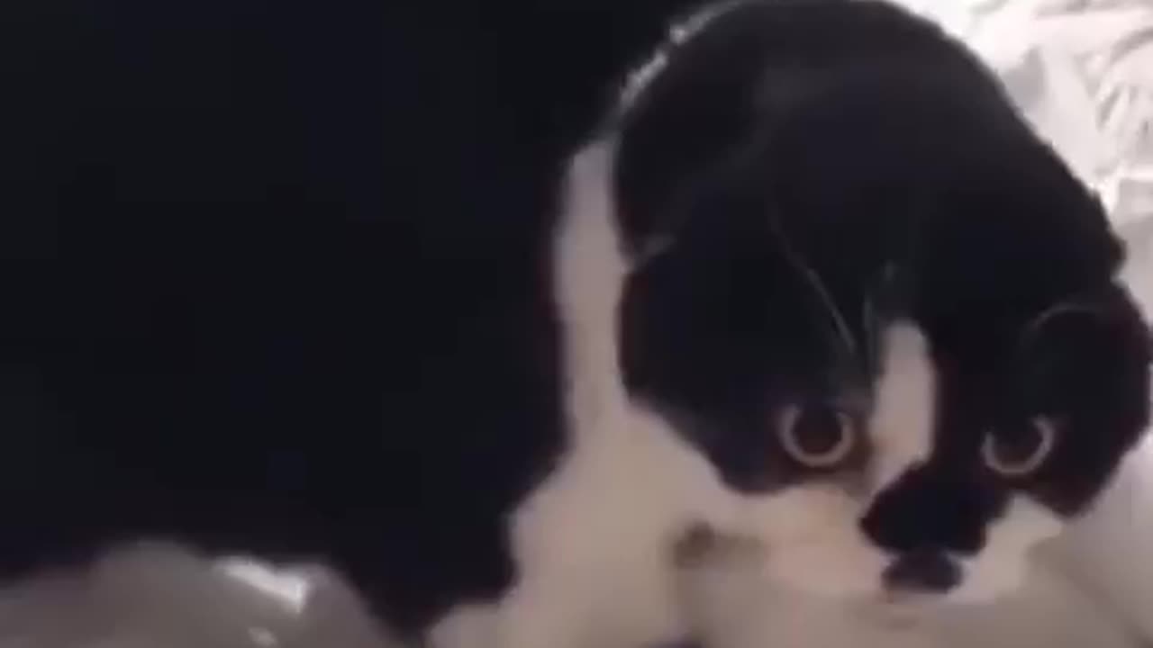 I Go Meow