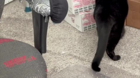 Cute Precious Piper Inspects the Shipping Boxes - My Adopted Shelter Cat Vlog. #shorts