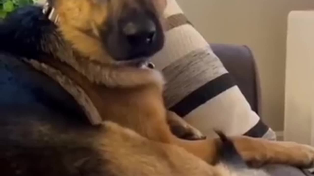 Top 20 Funny Animals 2025