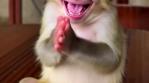 BABY MONKEY GOES BANANAS OVER THIS YUMMY FEAST!