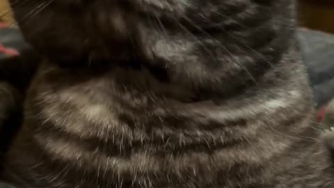 Cat OSKAR evil!