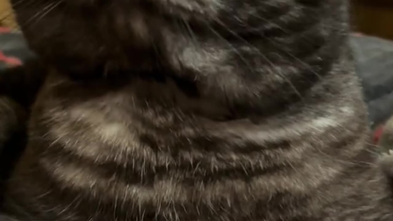 Cat OSKAR evil!