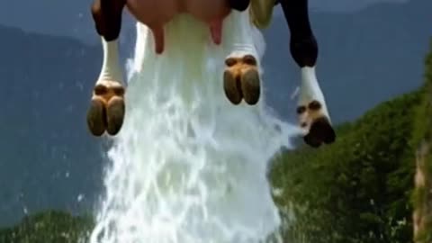 Typical Philippine cow #philippine #cow #funnycow #crazyanimals #aigenerated #nilferd
