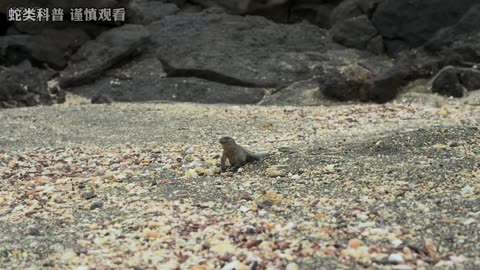 十面埋伏的沙滩危险重重，海鬣蜥绝处逢生 #海鬣蜥 #螃蟹 #神奇的大自然