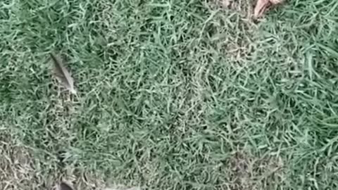 Cat vs snake