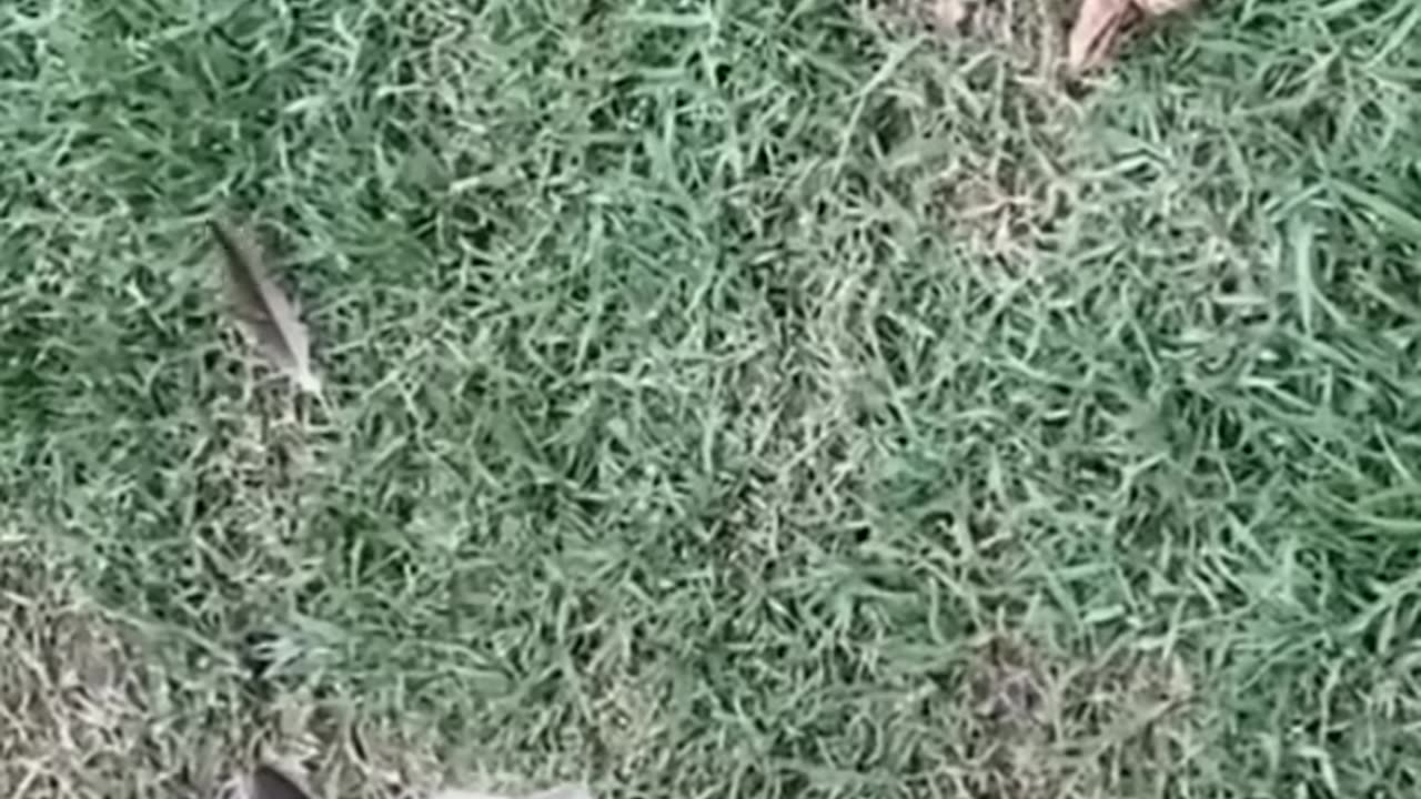 Cat vs snake