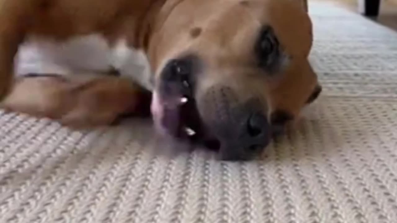 Dogs Funny jokes part 3