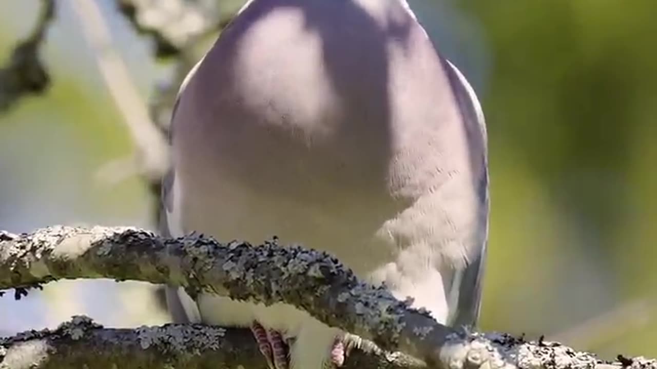Can You Identify These 11 Summer Birds by Their Song?