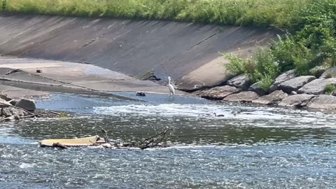 Great White Egret on the Humber River