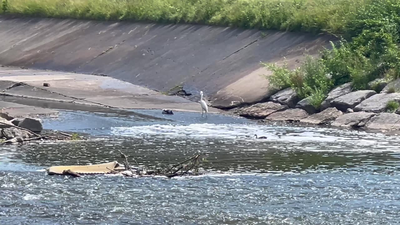 Great White Egret on the Humber River
