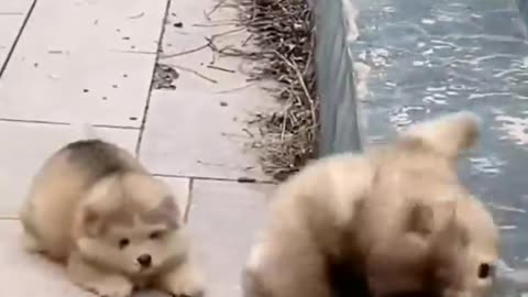 funny dogs