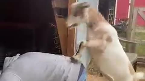 Super Crazy Pets FUNNIEST Animals You Have Ever Seen
