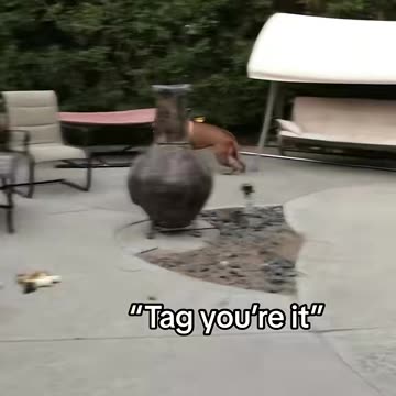 Dogs playing big game of “tag”