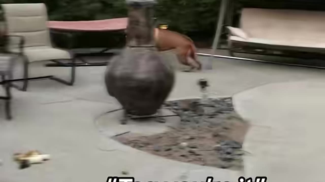 Dogs playing big game of “tag”