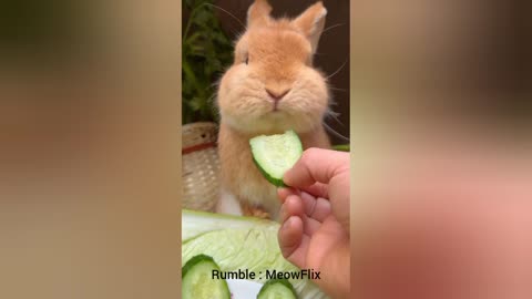 Ultimate Cute Animal Compilation 🐾 | Adorable Moments to Make You Smile!