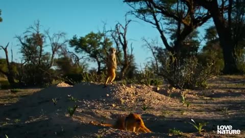 Cobra VS Mongoose | Love Nature