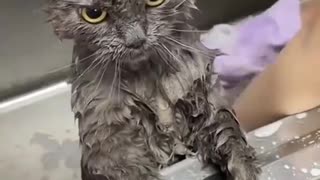 The Most Adorable Cats Taking Baths
