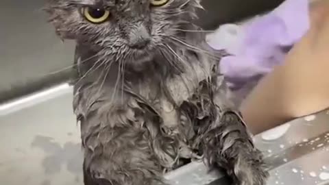 The Most Adorable Cats Taking Baths