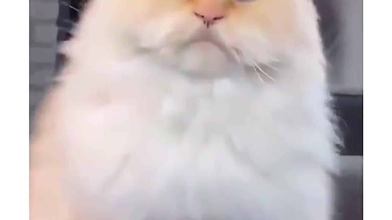 Excuse me, in case you forgot the treats are over there 😹